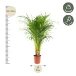 Tall potted palm plant with a slim trunk, 100–120 cm tall, in a terracotta pot; left shows a height scale and a 21 cm pot diameter label; care icons indicate half shade and weekly watering.