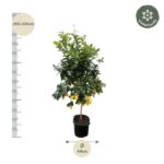 Potted lemon tree ~200–220 cm tall in a 40 cm pot; lemons visible on branches, with a winter-hardy badge at the top‑right.