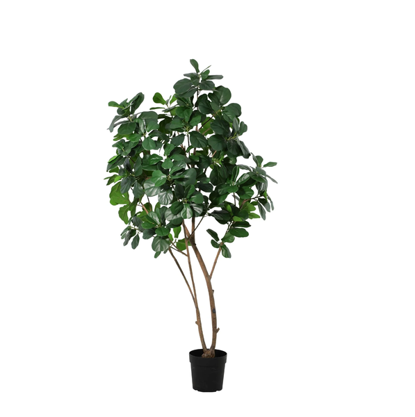 Potted indoor plant with several brown trunks and dense green oval leaves in a black pot.