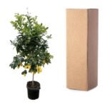 Lemon tree in a black pot with ripe yellow fruit, next to a tall brown cardboard box.