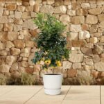 Lemon tree in a white pot on a tiled patio with a stone wall backdrop, a few yellow lemons visible on the branches