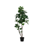 Tall potted ficus tree with dark green round leaves in a black pot, suitable for indoor decor.