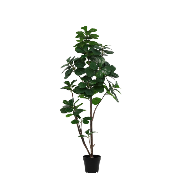 Tall potted ficus tree with dark green round leaves in a black pot, suitable for indoor decor.