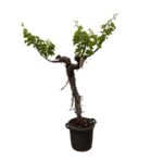 Small bonsai-style tree with a split, gnarled trunk and green leaves in a black pot filleted against a white background