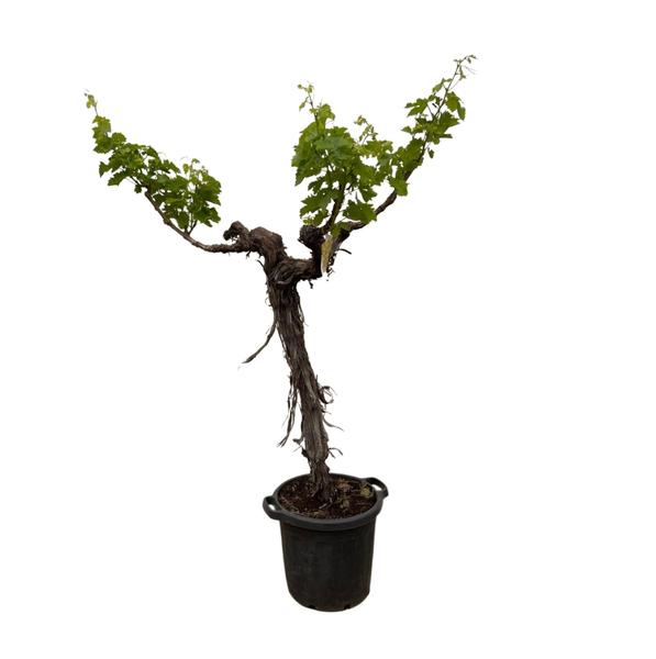 Small bonsai-style tree with a split, gnarled trunk and green leaves in a black pot filleted against a white background