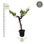 Small tree in a black pot with a vertical ruler showing a height around 210–230 cm and a pot diameter of about 55 cm; has a winter-hardy badge.