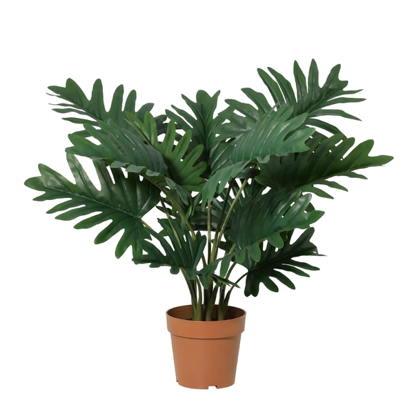 Potted indoor plant with multiple stems and large, split green leaves in a terracotta pot.