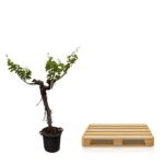 Withered bonsai tree in a black pot beside a wooden pallet on a white background, side by side.