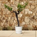 Gnarled young tree in a white pot on a tiled patio, with a stone wall in the background.
