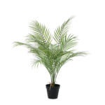 Potted palm plant with tall green fronds in a black pot on a white background.