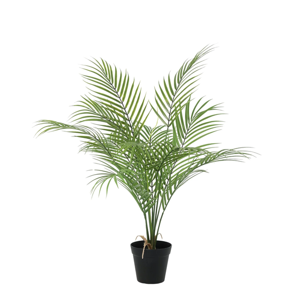 Potted palm plant with tall green fronds in a black pot on a white background.