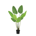 Potted indoor plant with tall green banana-like leaves in a black pot on a white background