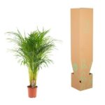 Indoor potted palm plant with a small care tag next to a tall brown cardboard shipping box adorned with green leaf graphics.
