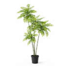 Potted fern-like houseplant with tall, slender stems and feathery green fronds in a black pot