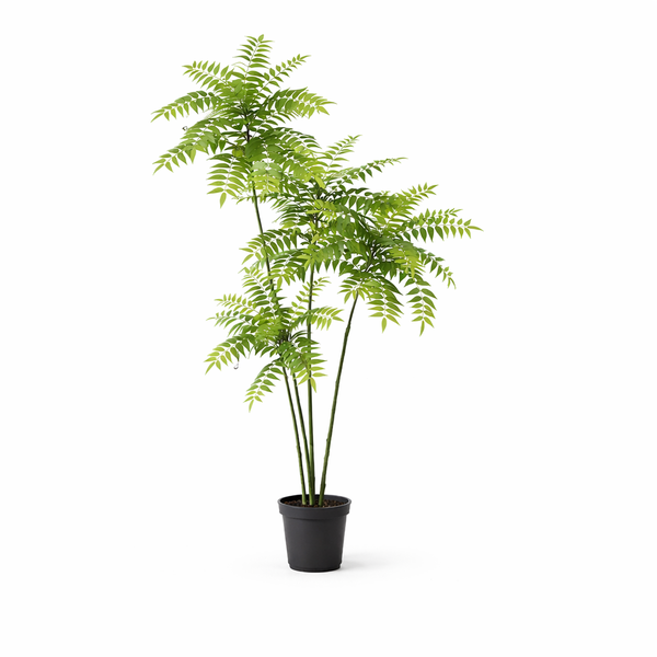 Potted fern-like houseplant with tall, slender stems and feathery green fronds in a black pot