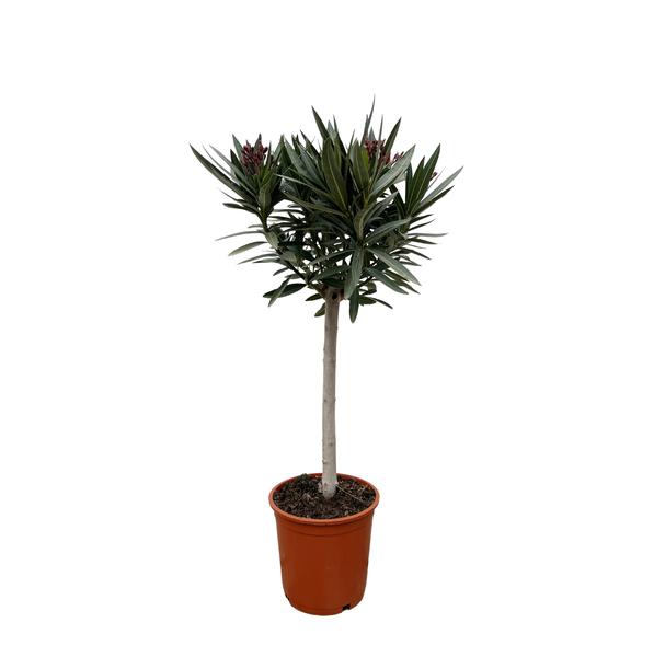 Potted yucca plant with a single trunk and spiky dark green leaves in a terracotta pot.