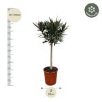 Potted yucca with a tall trunk and spiky green leaves; height 80–100 cm, pot diameter 30 cm; winter-hardy badge visible.