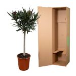Potted olive tree beside a tall, empty cardboard shipping box/packaging box