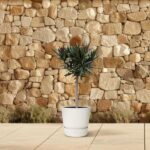 Small potted olive tree in a white pot on a tiled patio with a stone wall backdrop.