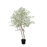 Tall potted tree with multiple slender brown trunks and dense green leaves in a black pot