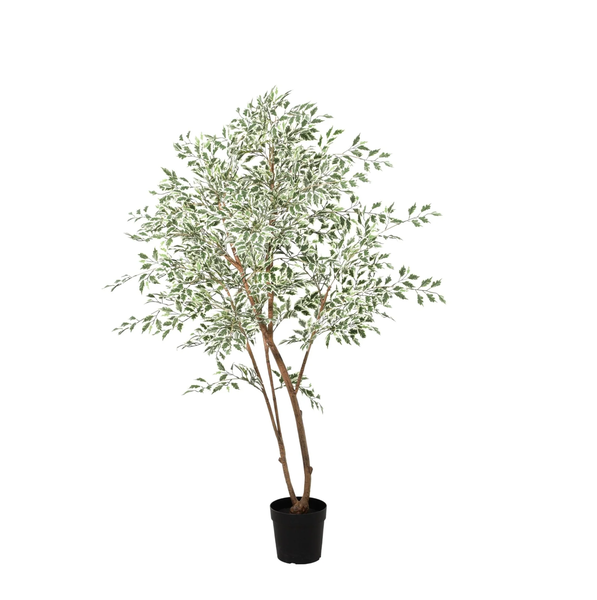 Tall potted tree with multiple slender brown trunks and dense green leaves in a black pot