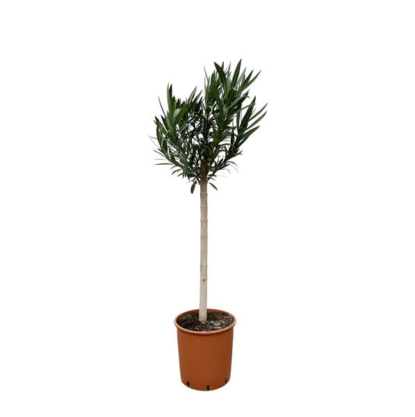 Potted olive tree with a tall slender trunk and dense green foliage in a terracotta pot on a white background, indoors or studio setup.