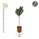 Olive tree in a terracotta pot, about 140–160 cm tall with a 30 cm pot diameter; measurement graphics are shown on the left and bottom.
