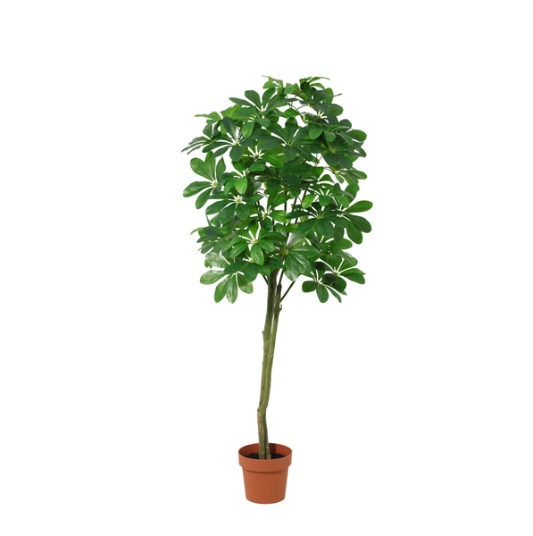 Potted indoor tree with large, glossy green umbrella-shaped leaves.