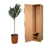 Olive tree in a terracotta pot beside a tall open cardboard moving box.
