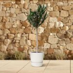 Small potted olive tree on a tiled patio with a stone wall in the background