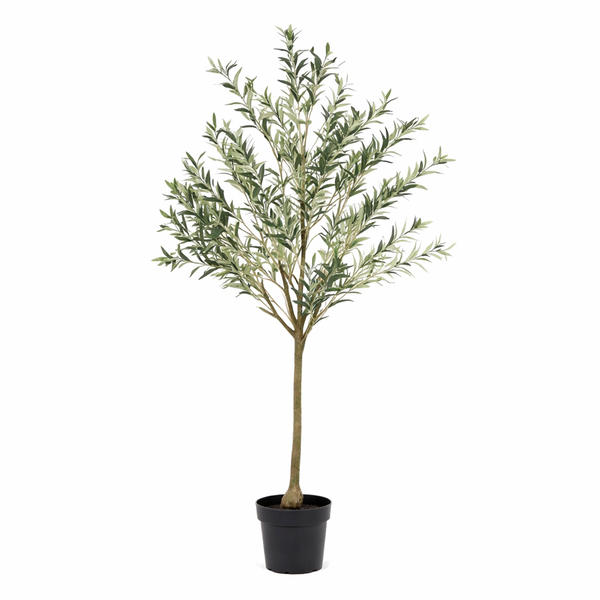 Young olive tree in a black plastic pot with slender trunk and gray-green leaves