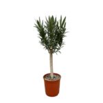 Dracaena/yucca-like houseplant with a slender trunk in a terracotta pot and dense green “spiky” leaves.