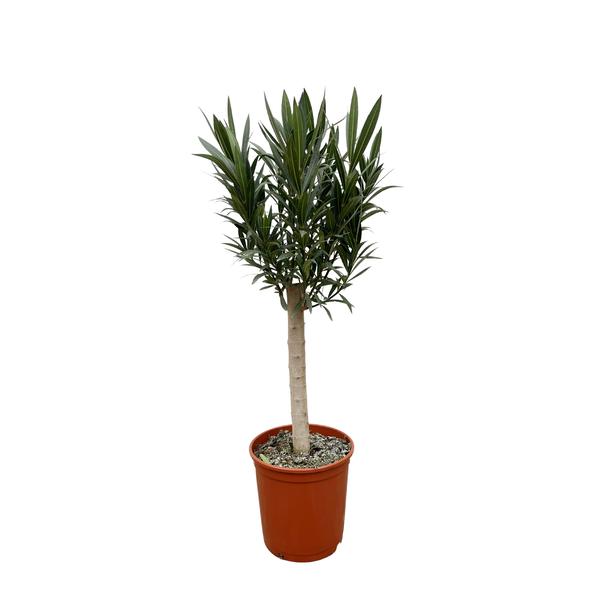 Dracaena/yucca-like houseplant with a slender trunk in a terracotta pot and dense green “spiky” leaves.