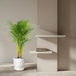 Tall potted palm beside a beige wall with two white floating shelves and a small stack of books on the lower shelf.