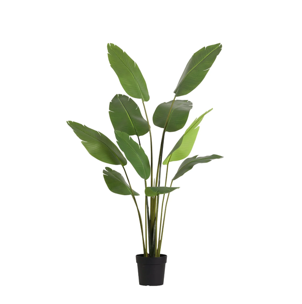 Potted tropical plant with tall green stems and broad leaves in a black pot on a white background