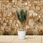 Small potted tree with green leaves on a beige tiled patio, in front of a tan stone wall (decorative plant).
