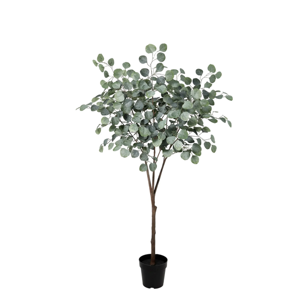 Potted eucalyptus tree with round dusty-green leaves in a black plastic pot.
