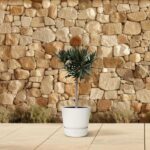 Potted small palm tree in a white pot on a tiled patio with a stone wall backdrop.