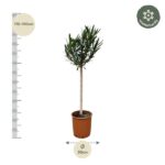 Tall olive tree in a terracotta pot with height scale showing 170–190 cm and pot diameter 30 cm; winter hardy.