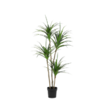 Tall dracaena houseplant with several woody stems and clustered long green leaves in a black pot, indoors use typical decorative plant.