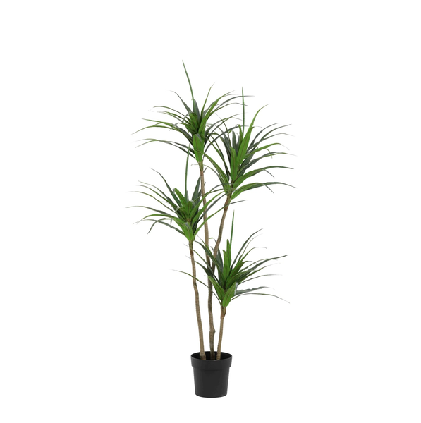 Tall dracaena houseplant with several woody stems and clustered long green leaves in a black pot, indoors use typical decorative plant.
