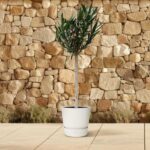 Small olive tree in a white pot on a light tiled patio, with a tan stone wall in the background.