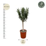Potted tree with a tall trunk and spiky green leaves in a terracotta pot, height around 100–120 cm and pot diameter about 30 cm. Water twice per week.
