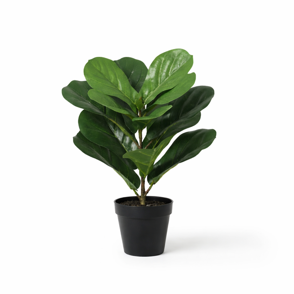 Rubber plant (Ficus elastica) in a black pot with large glossy green leaves on a white background.
