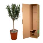 A potted olive tree next to a tall empty brown cardboard shipping box with protective inserts inside.