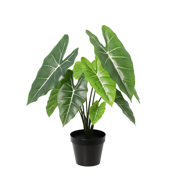Potted green houseplant with large, arrowhead-shaped leaves and prominent white veins in a black pot