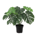 Monstera deliciosa houseplant with large glossy green leaves in a black plastic pot.