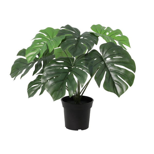 Monstera deliciosa houseplant with large glossy green leaves in a black plastic pot.