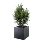 Potted plant with long, green, spiky leaves in a dark square pot against a white background