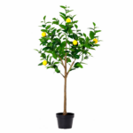 Lemon tree in a black pot with several ripe yellow lemons and glossy green leaves.